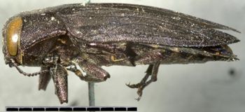 Media type: image;   Entomology 33796 Aspect: habitus lateral view